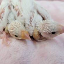 人気の白文鳥さん来ました☆１／２７撮影