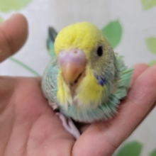 将来どんなカラーになるかな？成長の楽しみなレインボーセキセイさん☆１／２７撮影