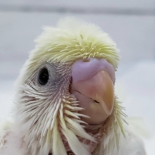 優しい色合いのクリーム羽衣セキセイ