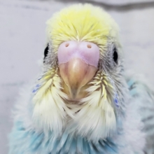 いつでも素敵。パステルレインボーセキセイインコ。