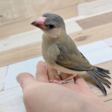 最新画像更新！！！人気者の登場★桜文鳥ヒナ！
