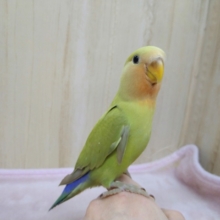 最新動画・画像あり！優しいカラーの小桜インコ「イグちゃん」いますよ〜