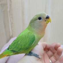 最新動画・画像あり！明るいグリーンが鮮やかです！小桜インコ「ベジちゃん」いますよ〜