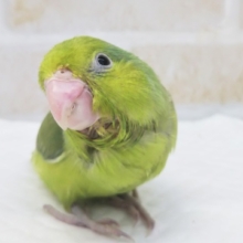 最新画像！ お久しぶりのグリーン🍏 マメルリハインコ(ノーマル)