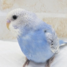 最新画像！ 人気のスカイブルー💙 セキセイインコ(スパングル)