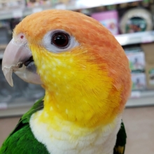 遊ぶの大好き！シロハラインコ　2021年11月23日　（追加画像あり）