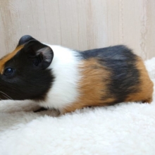 人気上昇～～　毛艶がピカピカのモルさん！　イングリッシュモルモットです～～　