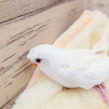 ちょびっとクセっ毛　梵天？セキセイインコ　アルビノ　2022　１月１３日