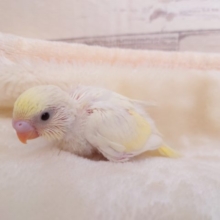 わたわたな感じが赤ちゃんらしいねっ　セキセイインコ　クリーム　2022　１月１９日