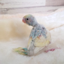 ｷﾚｲ好き？？セキセイインコ　パステルレインボーパイド　2022　１月２０日