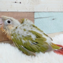 ちょっとたれ目ちゃん？？　愛嬌たっぷりーー　ホオミドリウロコインコ　パイナップル～～