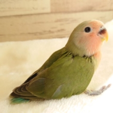 一途なコ☆　コザクラインコ　ノーマル　2022　１月27日