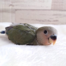 大きくなったら日向ぼっこ、したいんです♪　コザクラインコ　オリーブ　2022　１月２７日