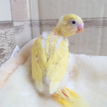 ﾚｱカラー☆彡　人気のあるコです♫　セキセイインコ　ダブルファクター　イエロー　2022　１月２７日