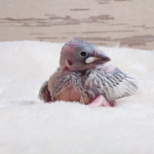 むむ。。無表情っぽいですが？？　シルバー文鳥　2022　1月２７日