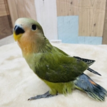 最新画像有り☆抹茶のようなお色です☆コザクラインコのオリーブカラー！