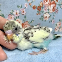 セキセイインコ  4色ハルクイン  1/13