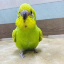 寄って来てご飯を欲しがる食いしん坊♡セキセイインコ　スパングル