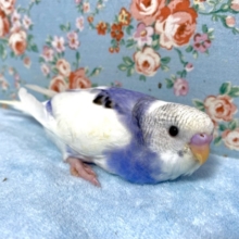 セキセイインコ  バイオレットパイド  1/10