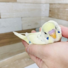 超ホヤホヤ最新画像♪アイラブかきかき♥食には全力でっす！セキセイインコヒナ(パステルレインボーパイド)