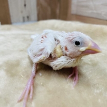 真っ白天使さん☆白文鳥のヒナ！