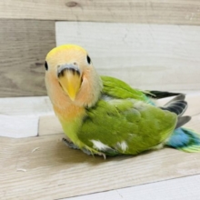 超ホヤホヤ最新画像♪もう飛ぶ練習ですか！？コザクラインコヒナ(タイガーチェリー)