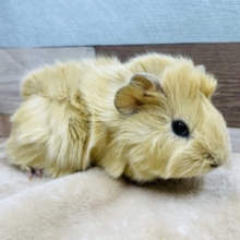 たてがみのようなくせっ毛☆アビシニアンモルモットのクリームカラー！