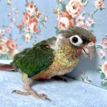 ウロコインコ  ワキコガネ  1/23