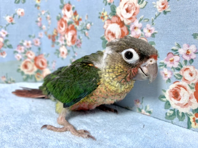 ウロコインコ ワキコガネ 1/23