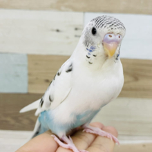 手に乗るのお上手★セキセイインコ(ハルクイン)