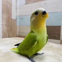 最新画像有り☆お顔がオレンジになるんですっ☆コザクラインコのオレンジフェイスオパーリンカラー！
