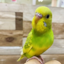 元気いっぱい！セキセイインコスパングルパイド☆