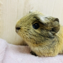 まるで虎柄！？クレステッドモルモット女の子