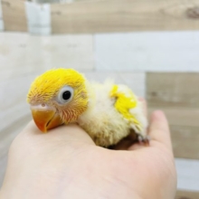 色鮮やかで綺麗〜✨ヤマブキボタンインコヒナ(イエロー)☆