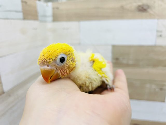 色鮮やかで綺麗〜✨ヤマブキボタンインコヒナ(イエロー)☆