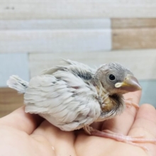 人気カラー☆ 抜群に可愛い！ シルバー文鳥