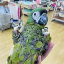 ちょっとマジで胸キュン止まりません♥️ヒメコンゴウインコ