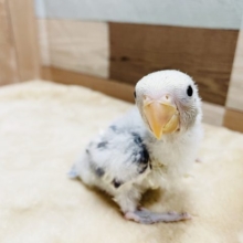 とっても綺麗なヒナさんです☆コザクラインコのバイオレットパイドカラー！