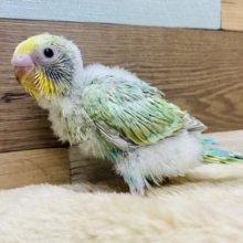 エメラルドグリーンが目を惹きます♡パステルカラーレインボーのセキセイインコやって来ました！