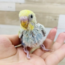 綺麗だよ✨セキセイインコヒナ(パステルレインボースパングル)