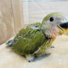 抹茶カラーの可愛いヒナさん☆コザクラインコのオリーブカラー！