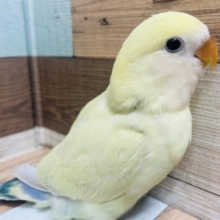 最新画像載っています！可愛さ無限大！ハートをわしづかみ♡ コザクラインコ シナモン