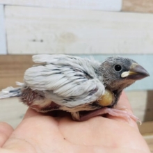 くぎづけ！！ シルバー文鳥さん！