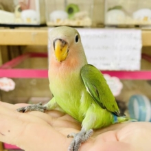 超ホヤホヤ最新画像☆変わらない人気者✨コザクラインコヒナ(ノーマル)