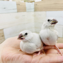 かんわいい♡シルバー文鳥ヒナ！
