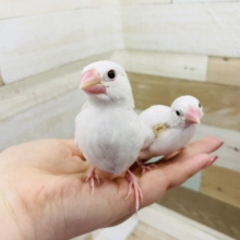 超ホヤホヤ最新画像★ご飯だぁ〜！と飛んでくる♪白文鳥ヒナ！