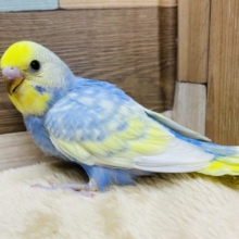 正面からの目つきがカッコいい★セキセイインコパステルレインボースパングル