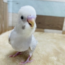 落ち着いたカラーのインコさん☆セキセイインコのライラックカラー！