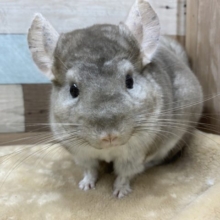 むちむちになりそうな予感♡チンチラシナモン男の子！
