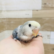 超ホヤホヤ最新画像！首がビヨ〜〜ン✨コザクラインコヒナ(ブルーチェリーオパーリンパイド)